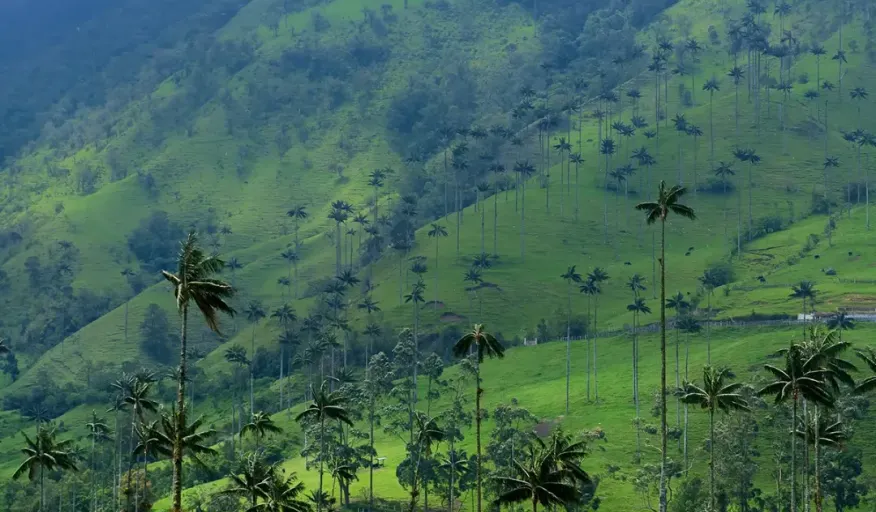 Listo para Explorar: Decameron Las Heliconias + Cocora y Salento Hoteles Decameron